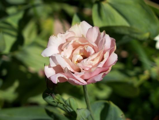 Eustoma