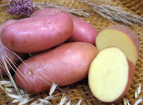 plantando batatas