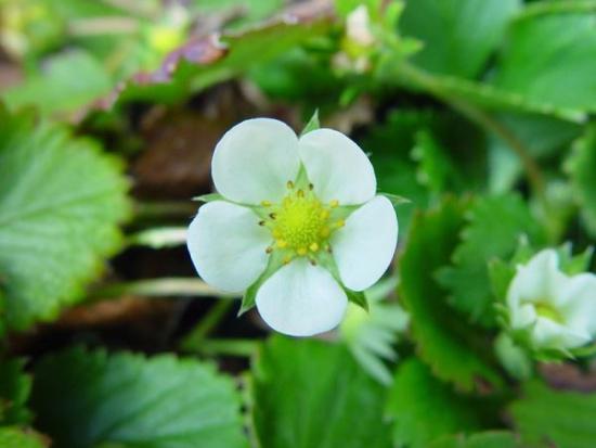 flores de morango