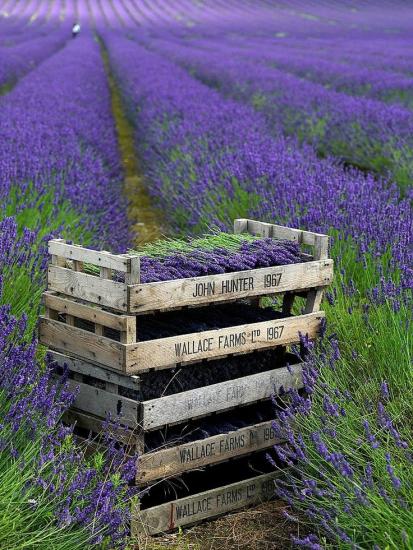 caixas com lavanda