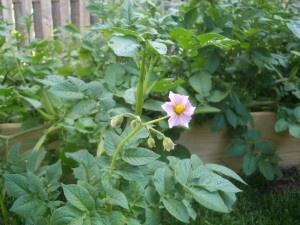 flores de batata