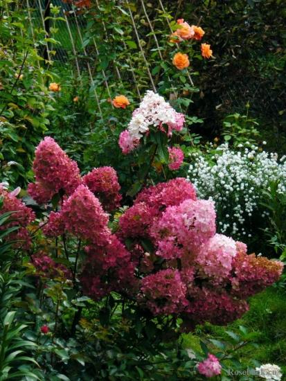 hortênsia no jardim