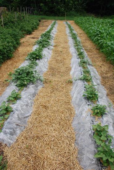 cultivo de batatas