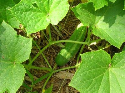 cobertura morta para pepino