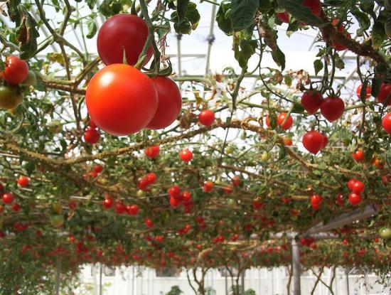 tomates em uma estufa