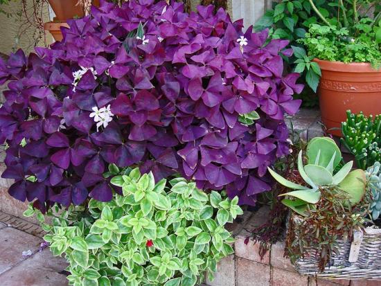 oxalis roxo