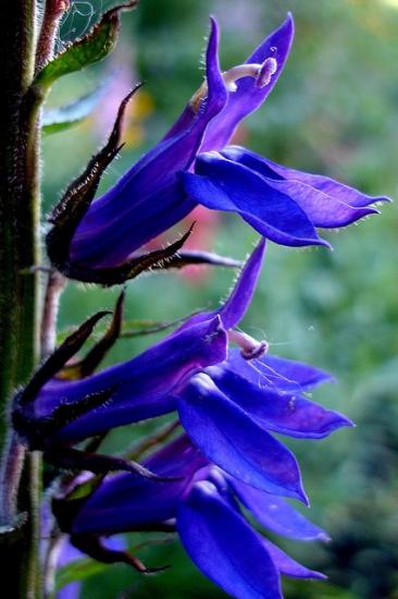 flores de lobélia