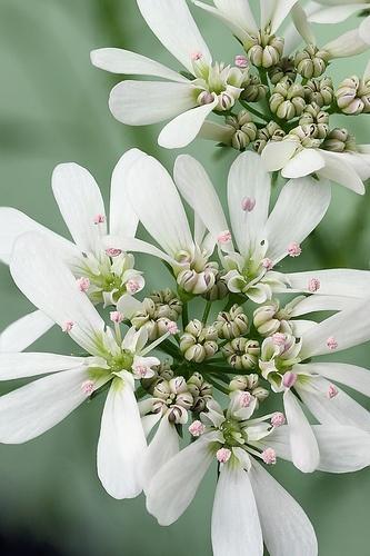 flores de coentro