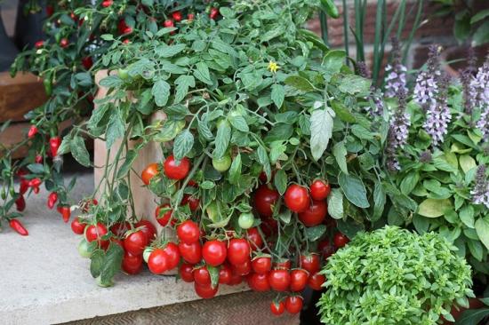 tomate cereja