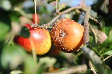 podridão de frutas