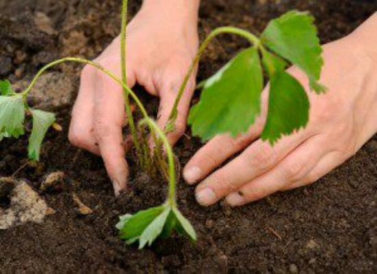 plantando morangos