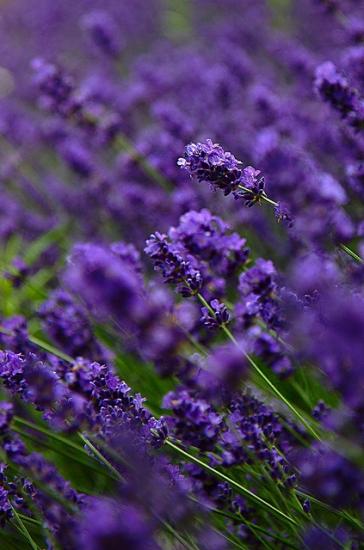 lavanda