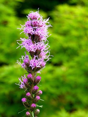 liatris