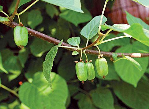 bagas de actinidia kolamikta