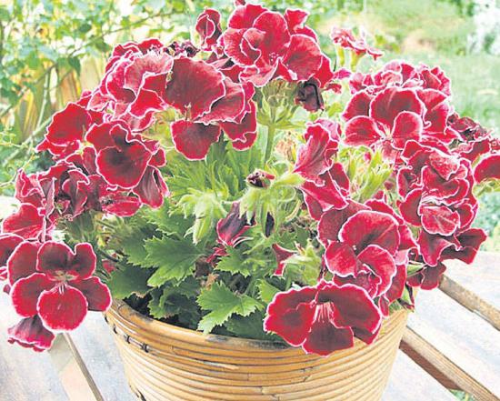 pelargonium grandiflora