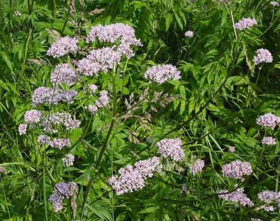 valeriana