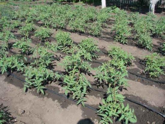 cuidando de tomates