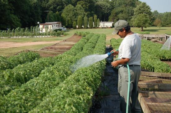 como aumentar a fertilidade do tomate