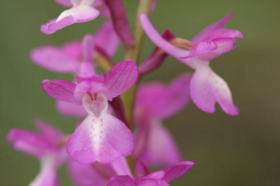 orchis officinalis