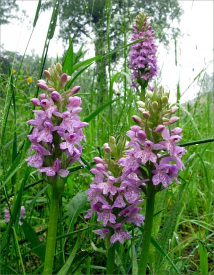 orquídea