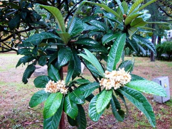 flores de nêspera