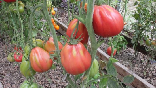 comentários de tomate figo rosa