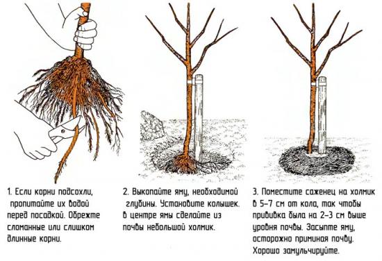 plantio de macieira