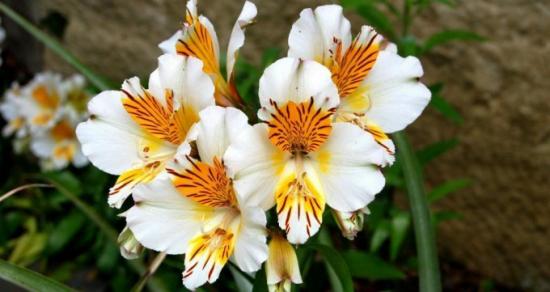 Significado da flor Alstroemeria