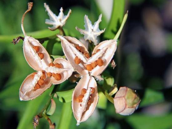 Propagação de Alstroemeria por sementes