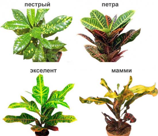 Transplante de Croton em casa