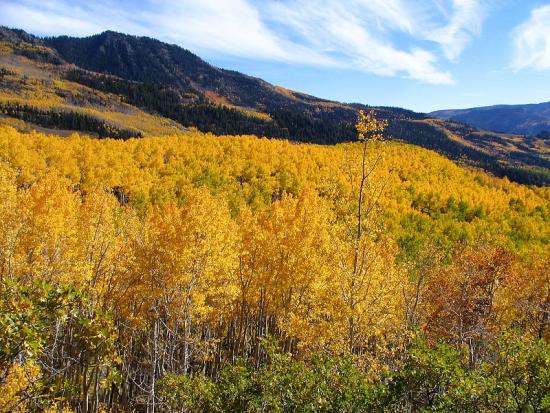 bosque clonal pando