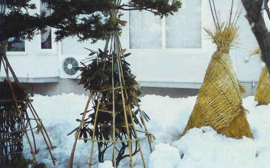 cobrir hortênsias para o inverno