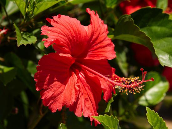 hibisco