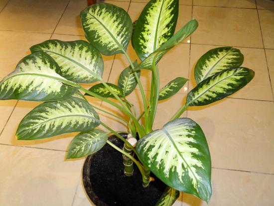 Dieffenbachia