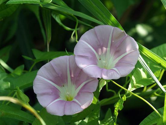 calistegia japonesa