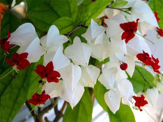 clerodendrum