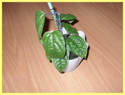 transplante de clerodendrum