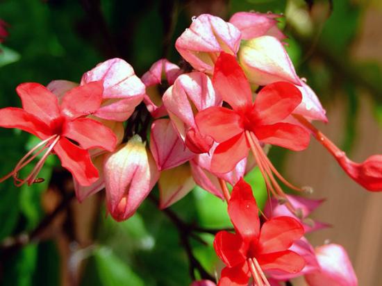 Clerodendrum brilhante