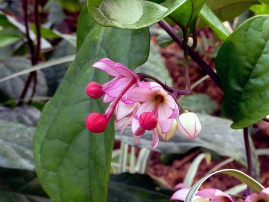 lindo clerodendrum