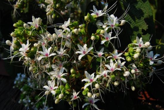 Clerodendrum chinês perfumado