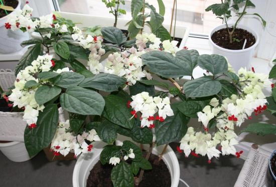 floração de clerodendrum