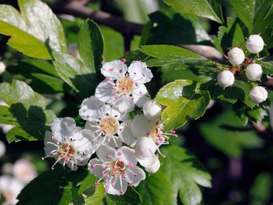 flores de espinheiro