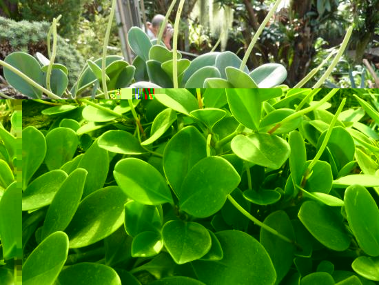 Peperomia magnoliafolia, características 