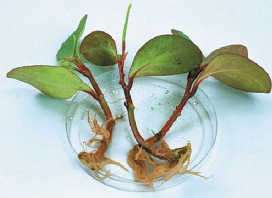 Peperomia magnoliafolia, características 