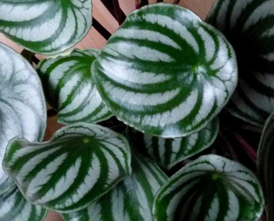 Peperomia magnoliafolia, características 