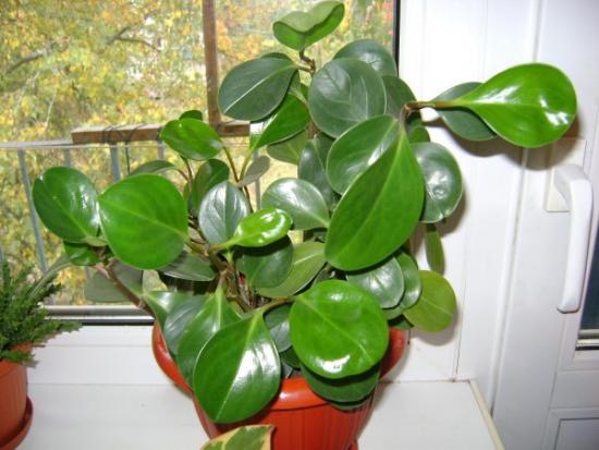 Peperomia magnoliafolia, características 