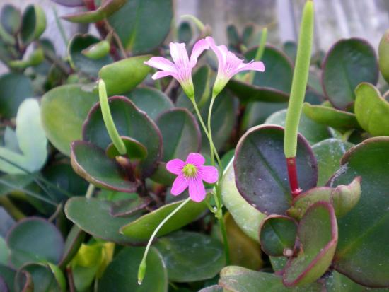 Peperomia magnoliafolia, características 