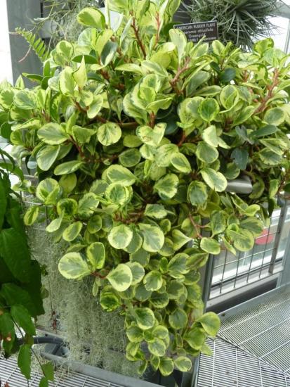 Peperomia magnoliafolia, características 