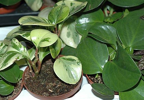 Peperomia magnoliafolia, características 