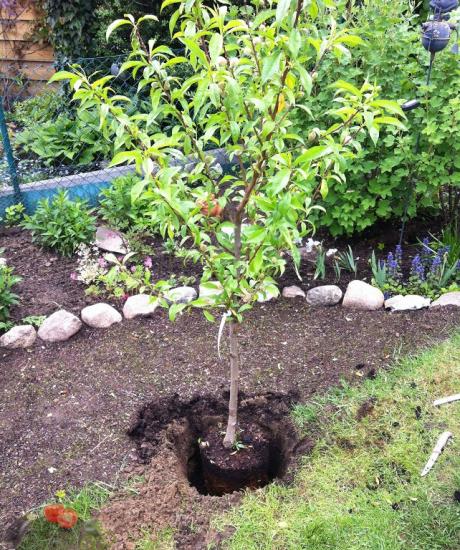 plantando um pessegueiro